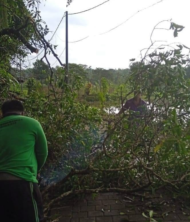 Respon Cepat Pemdes Bongkasa Atasi  Dampak Pohon Tumbang Akibat Cuaca Ekstrem